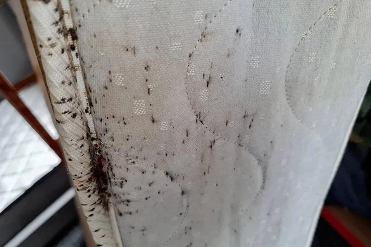 Adiós al Cimex lectularius: el truco tras viajar a Jalisco para dormir sin plagas - image 1