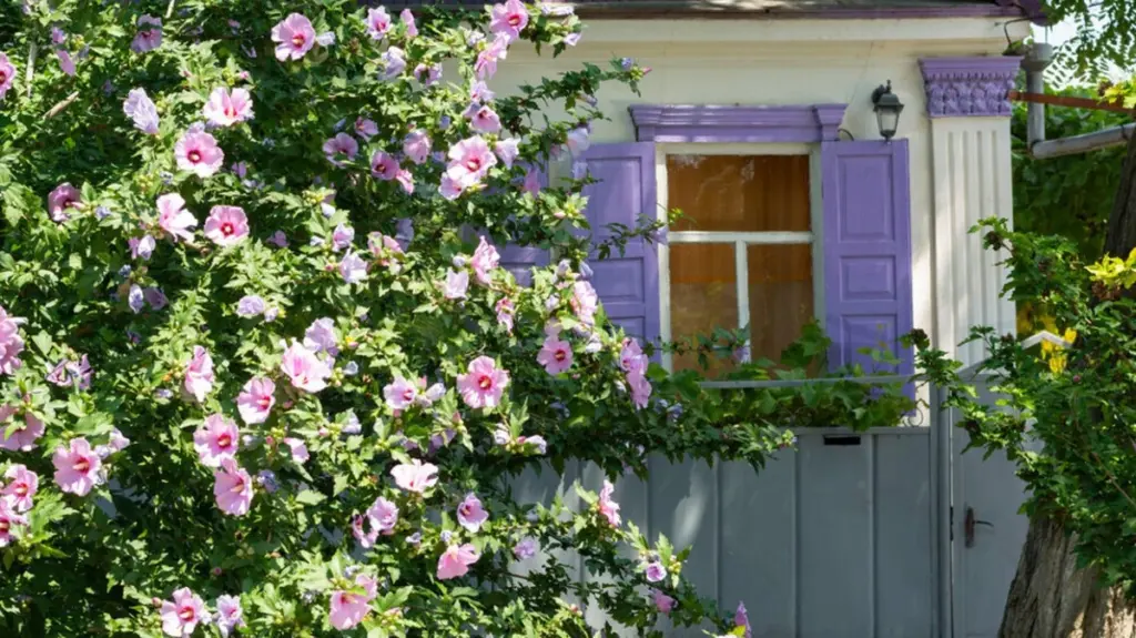 Adiós al gasto de agua: por qué el Hibiscus syriacus supera al rosa-sinensis