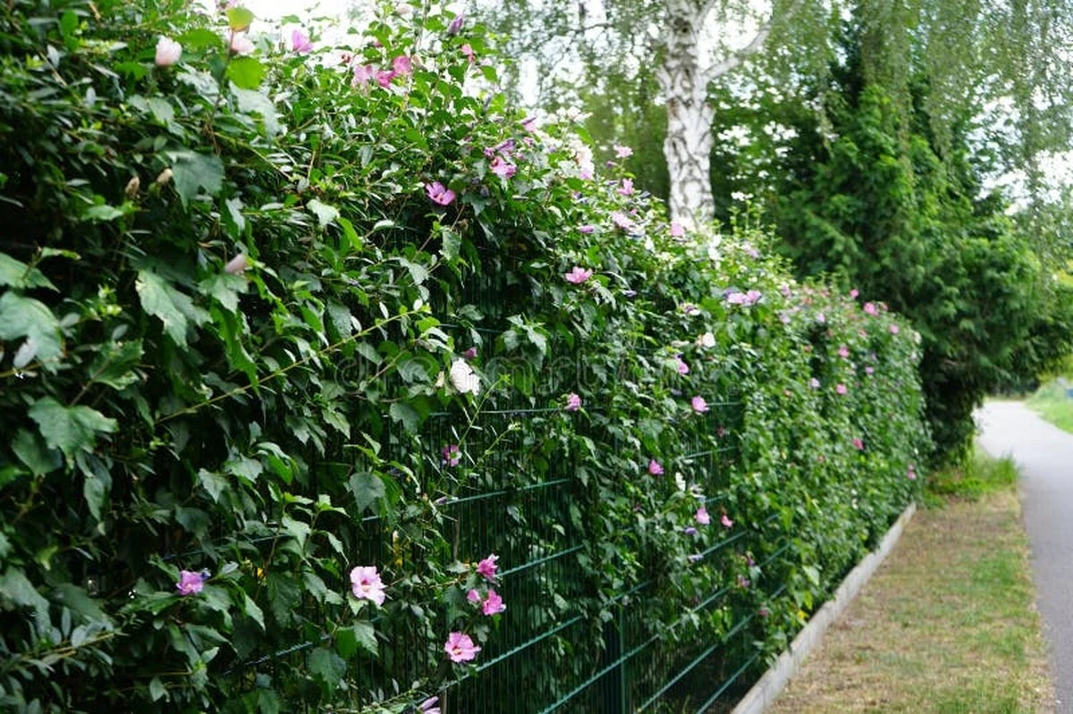Adiós al gasto de agua: por qué el Hibiscus syriacus supera al rosa-sinensis - image 1