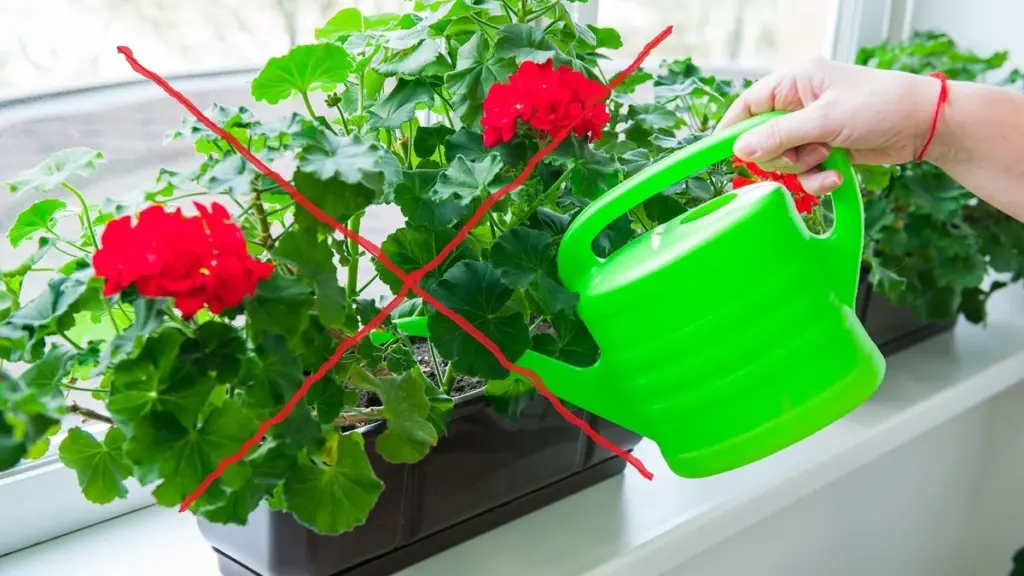 Adiós al Geranio (Pelargonium): el cambio para atraer Polinizadores y ahorrar agua