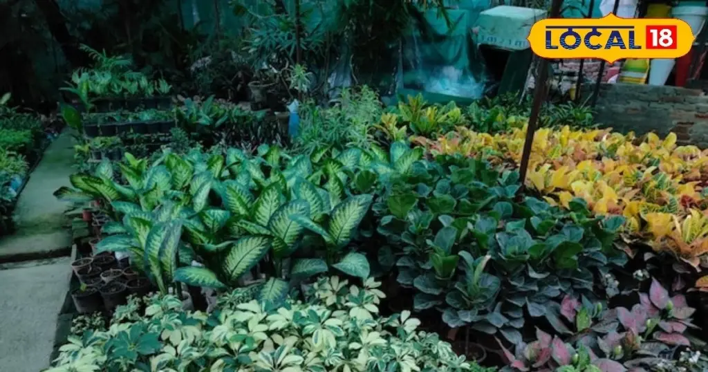 Adiós al jardín marchito a 40°C: el truco de Jamshedpur para tus plantas decorativas