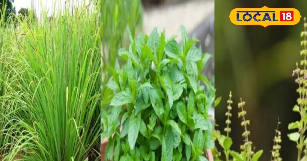 Adiós a los ambientadores: el truco de la Menta y Albahaca para enfriar tu casa