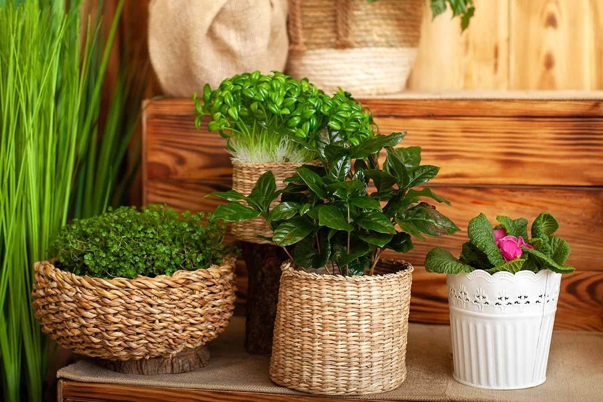 Adiós a los ambientadores: el truco de la Menta y Albahaca para enfriar tu casa - image 1