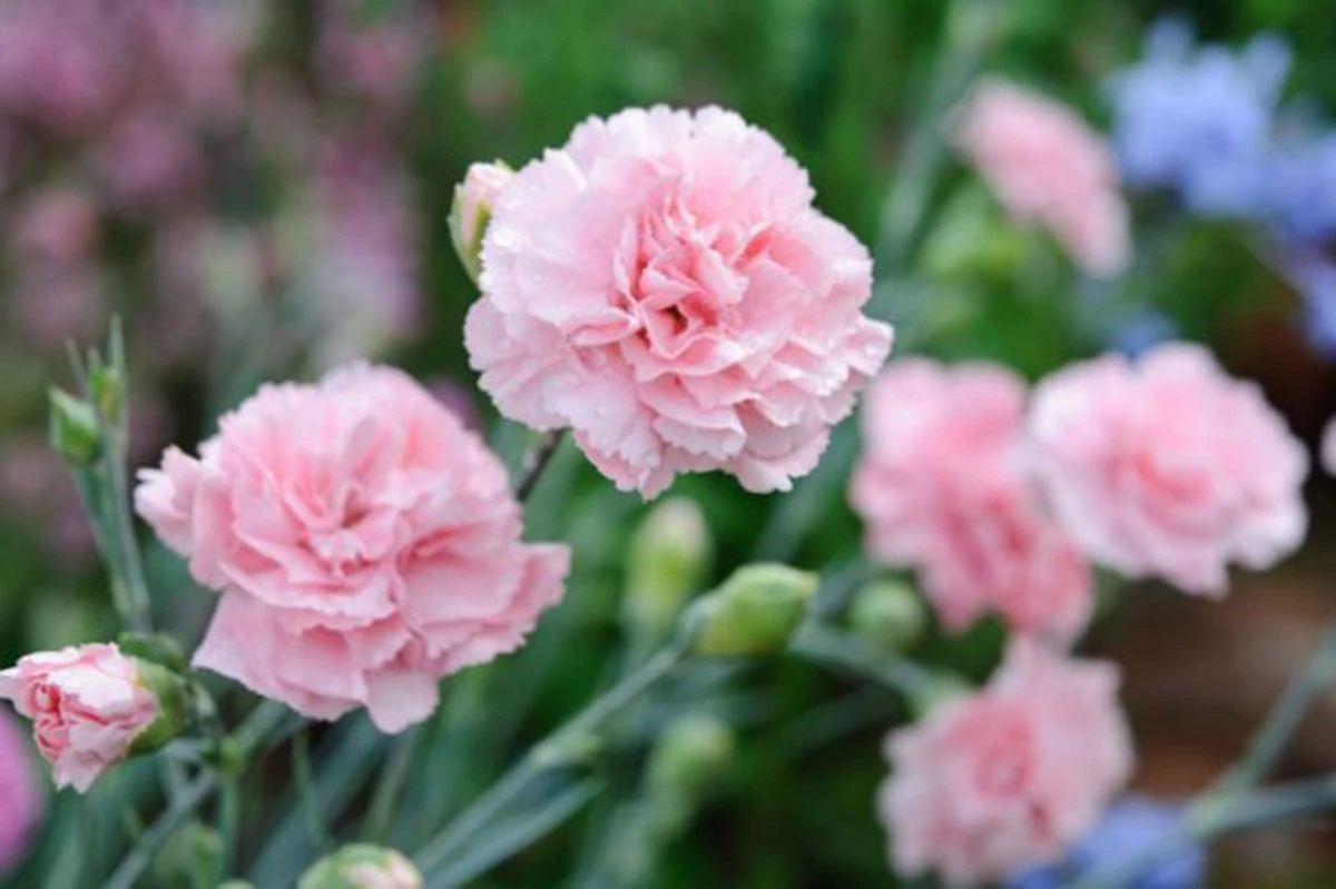 Adiós a los geranios: la Dianthus plumarius 'Doris' que resiste todo por 4 euros - image 1
