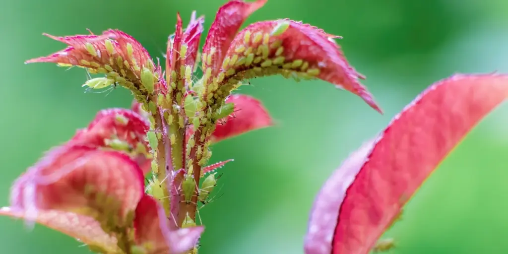 Adiós a los pulgones: el truco del jengibre para salvar tus rosas en 24h