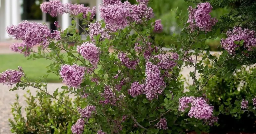 Adiós al sofoco: cómo la Lila y el Osmanthus refrescan tu terraza