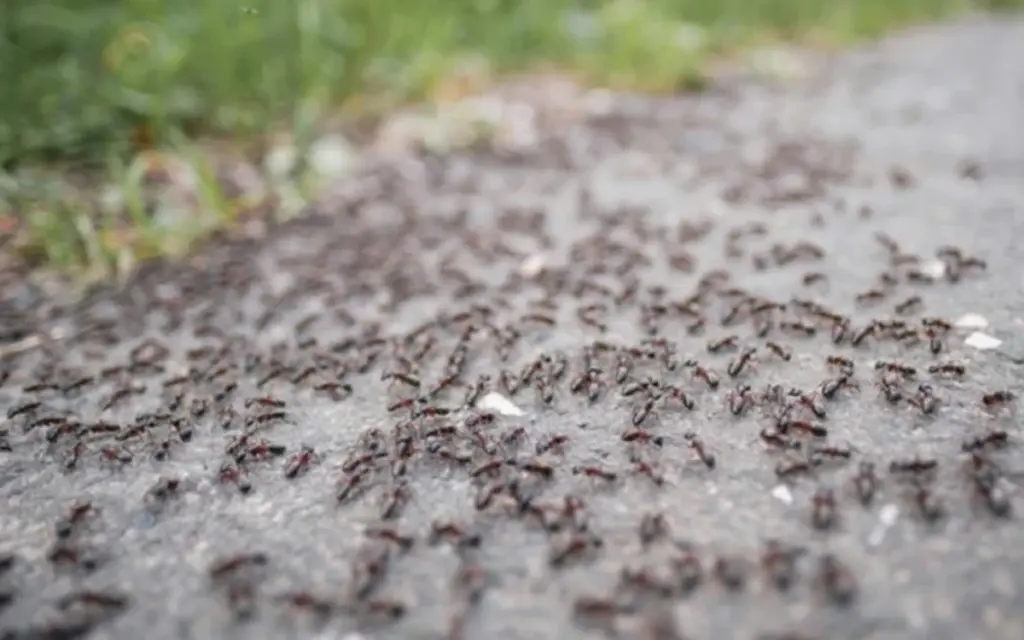Adiós hormigas: el método natural para blindar tu cocina y jardín en 1 minuto