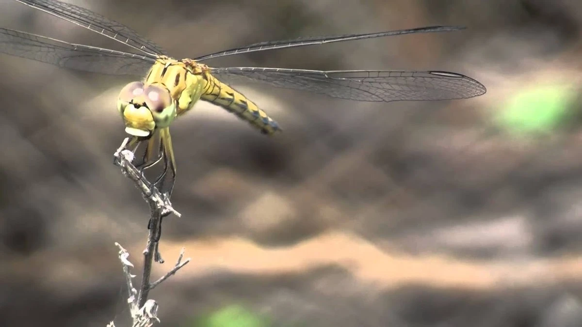 Adiós mosquitos: el truco de Charlotte Mulet y Bio Divers Cité para tu jardín - image 1