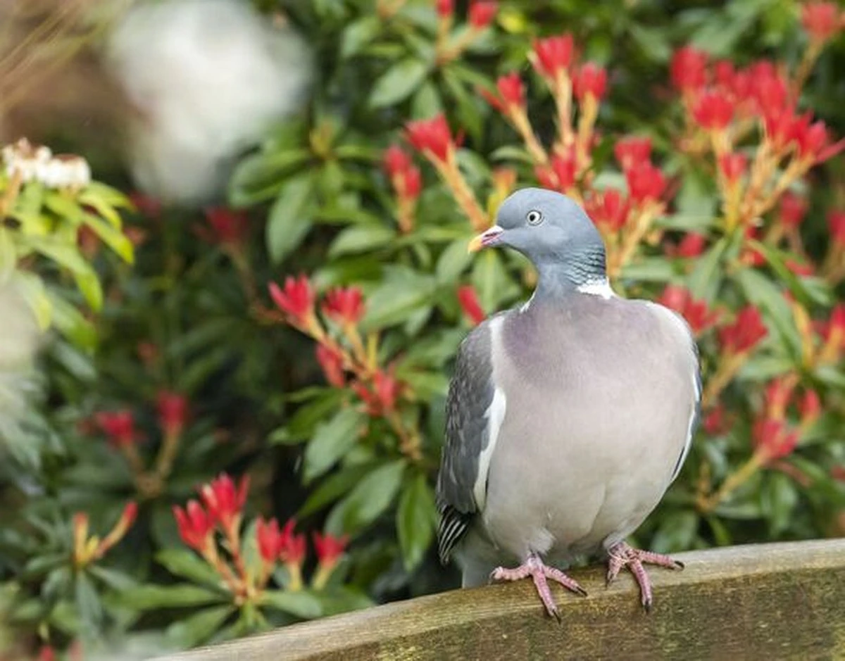 Adiós, palomas: 5 plantas que tus balcones amarán (y ellas odiarán) - image 1