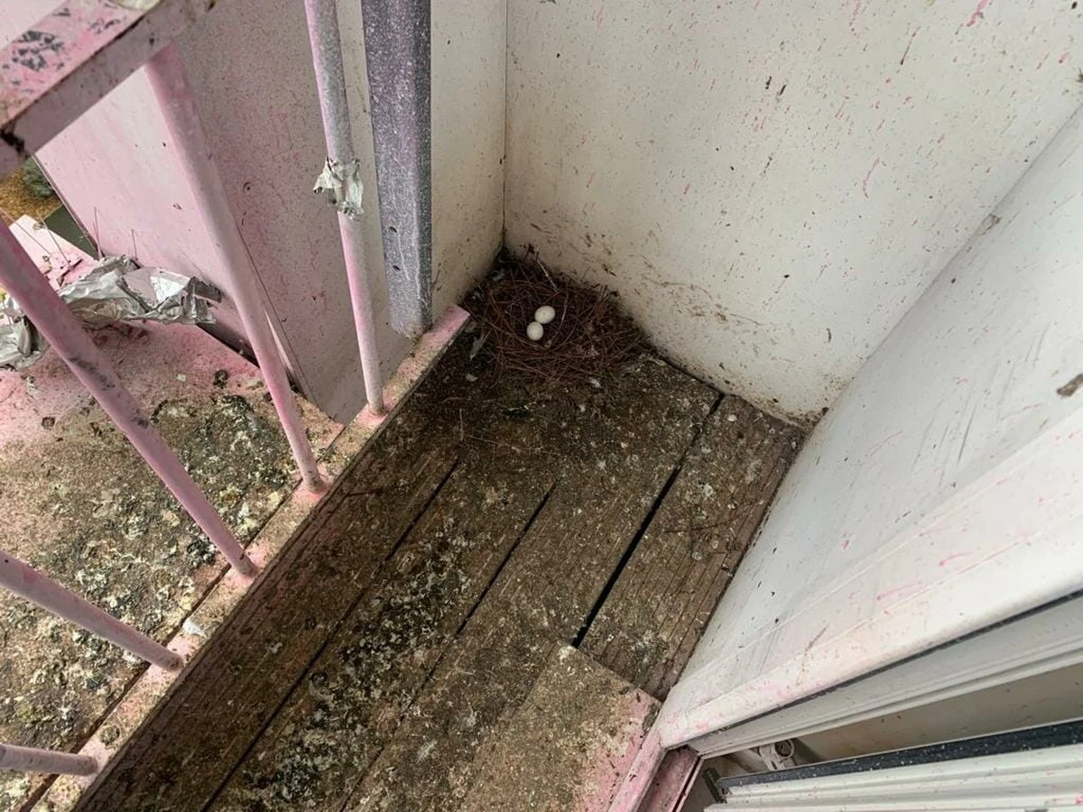 Adiós palomas: el truco de 5 minutos en el balcón con una escoba vieja - image 1