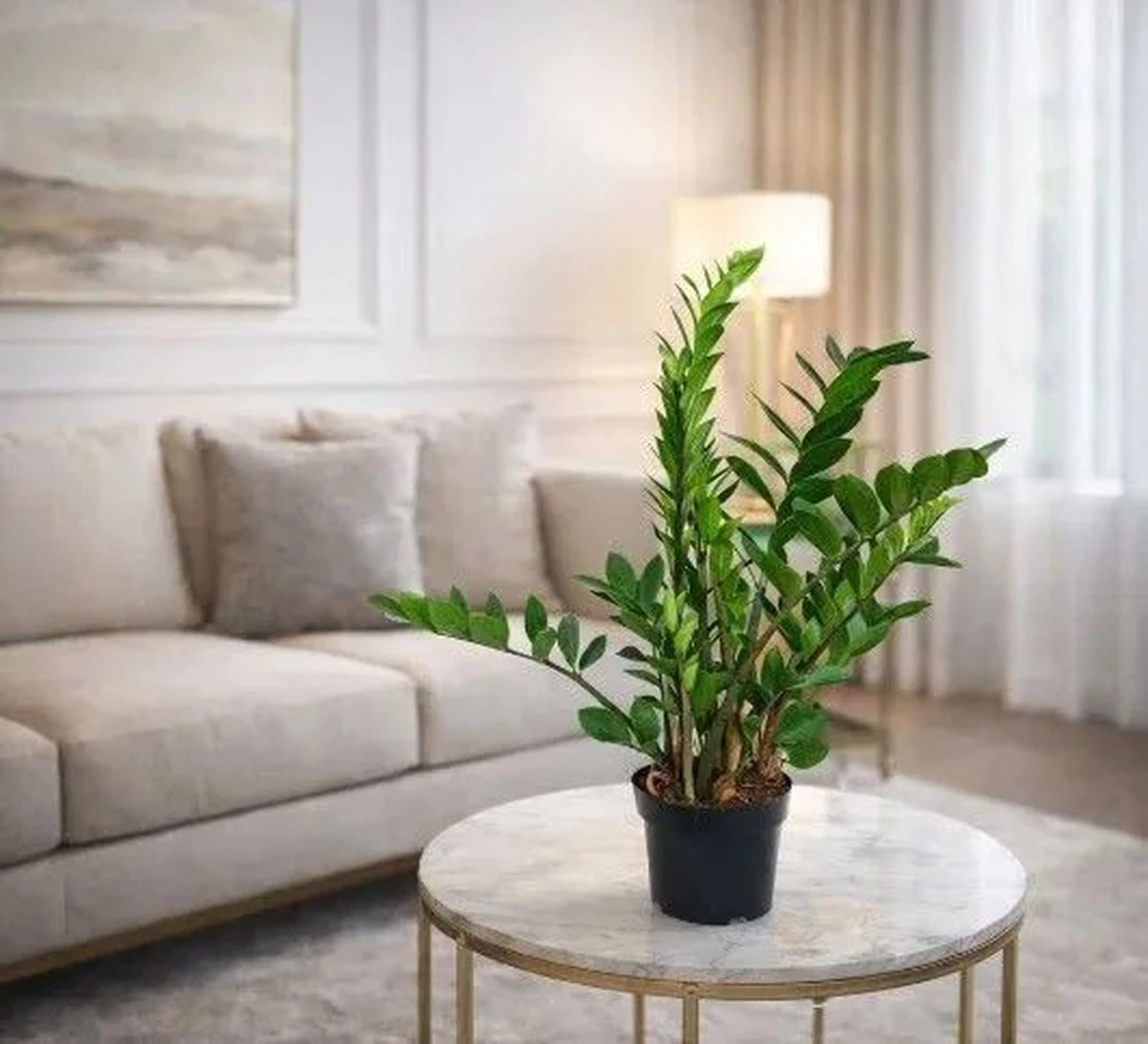 Adiós plantas muertas: el truco para cuidar tu Zamioculca zamiifolia este otoño - image 1