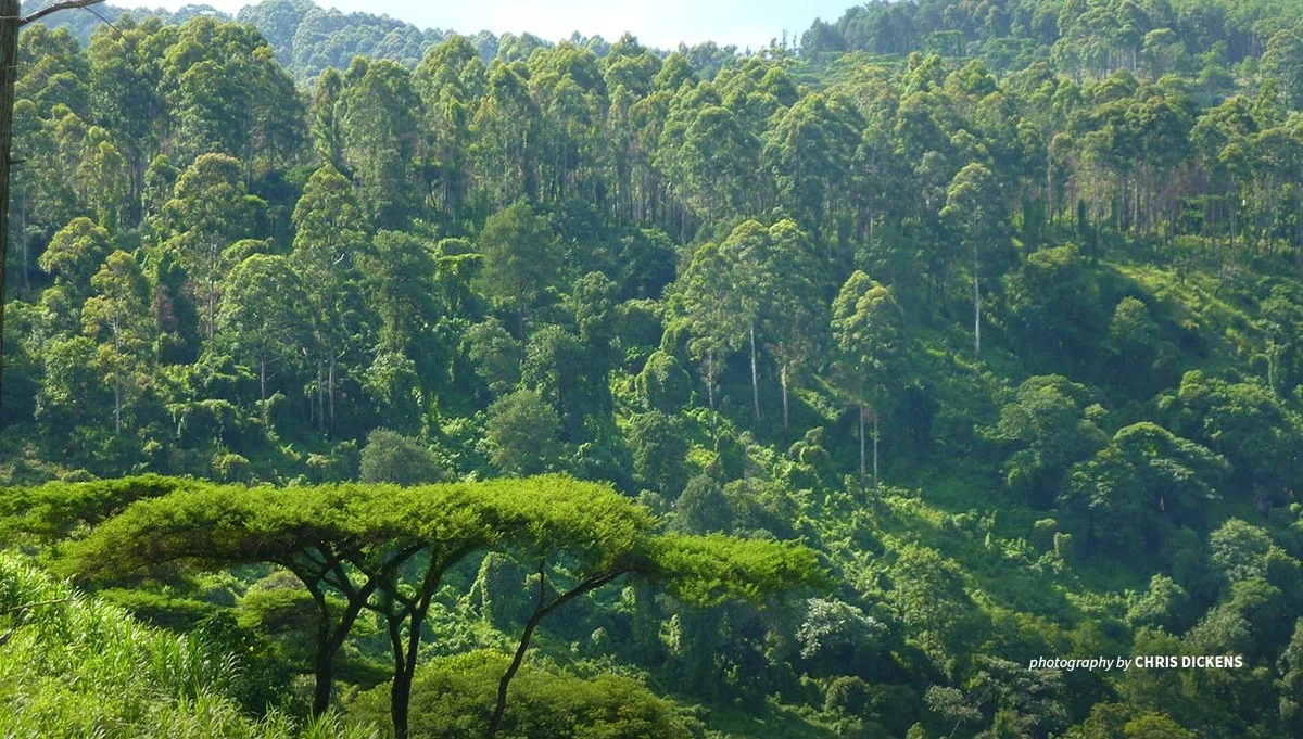 África revela el secreto de los árboles que crecen solos: la naturaleza es la mejor jardinera - image 1