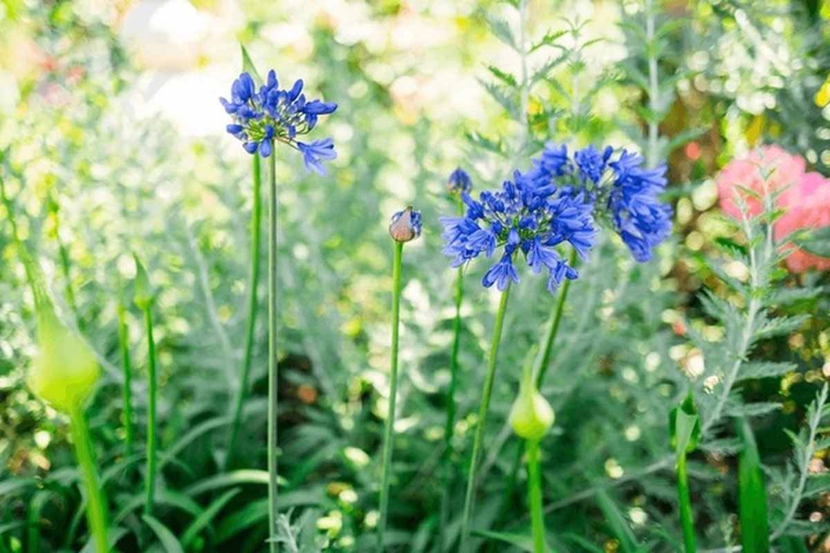 Agapanthus sin flores: el truco del Potasio para llenarlo de color - image 1