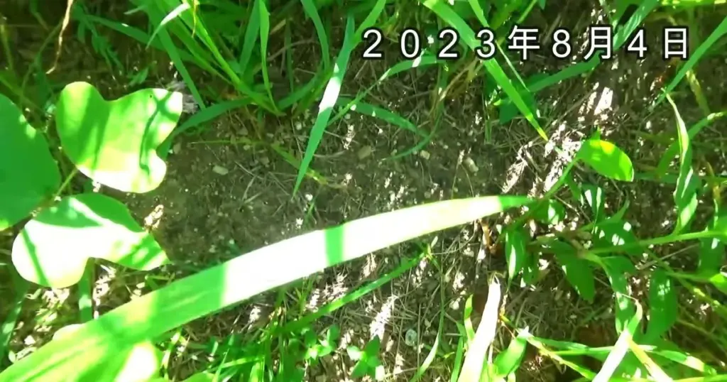 Agricultura natural: el truco de Nakatani Shizen Nouen para eliminar la maleza