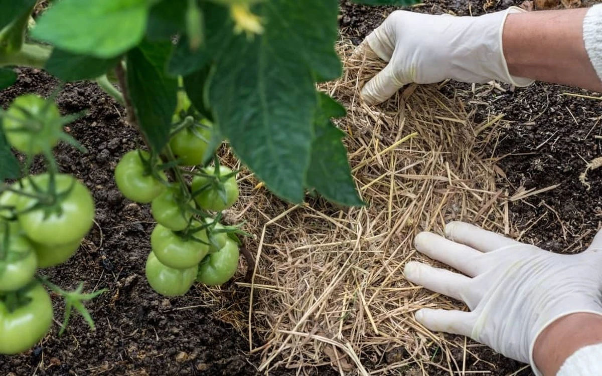 Agricultura natural: el truco de Nakatani Shizen Nouen para eliminar la maleza - image 1