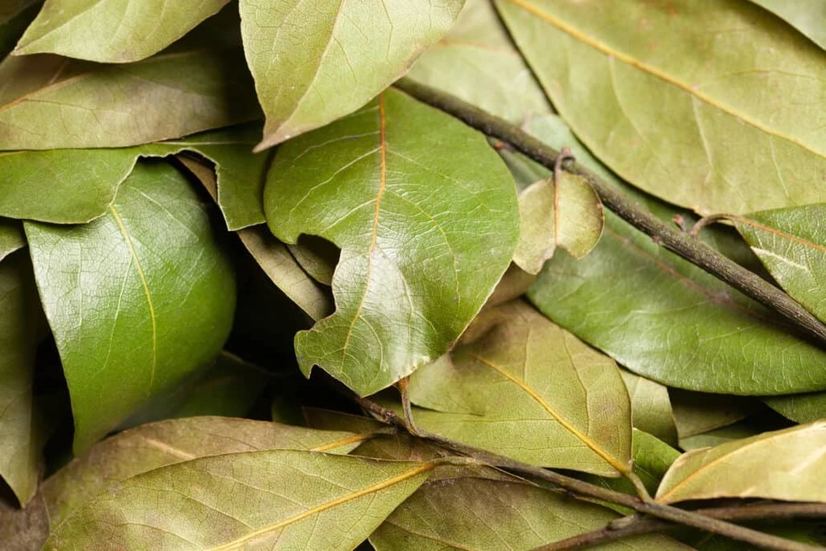 Aire pesado en casa: el truco del Limón con Hoja de laurel para renovarlo - image 1