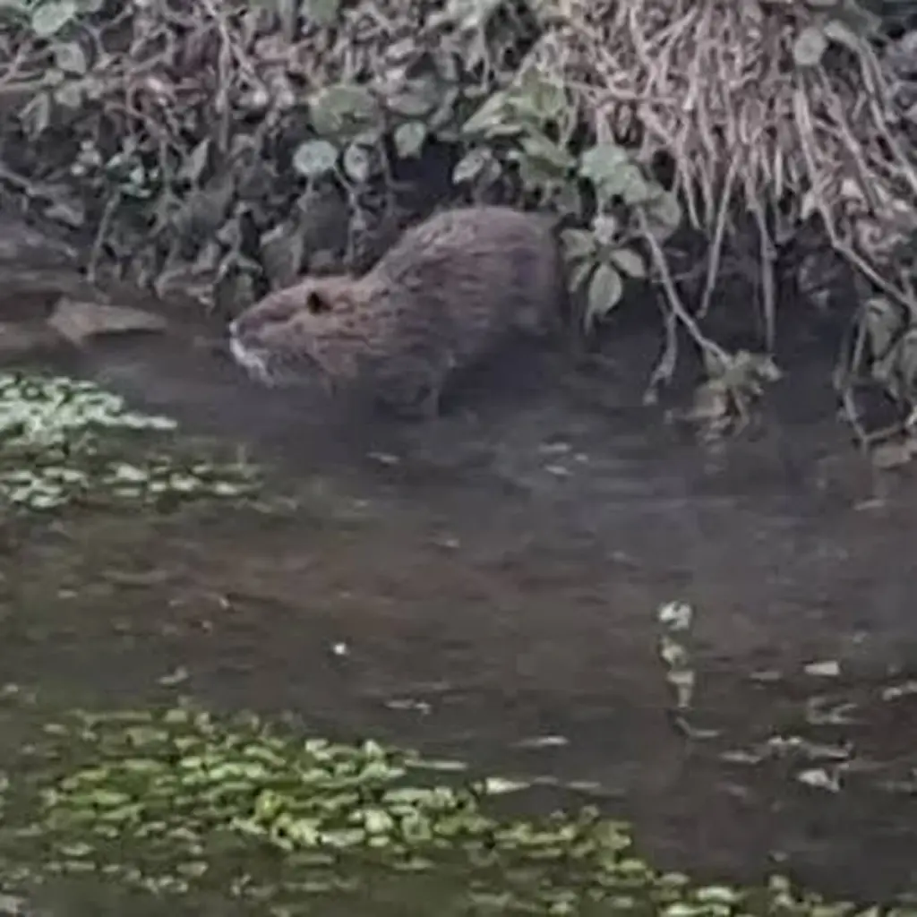 Alarma en Porcia: el método de 1.000 € para evitar daños de 50.000 € por la Nutria