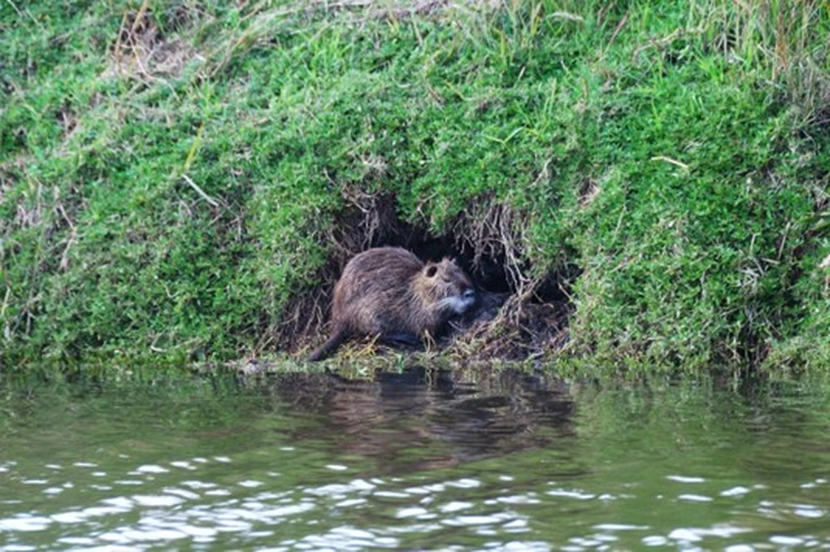 Alarma en Porcia: el método de 1.000 € para evitar daños de 50.000 € por la Nutria - image 1