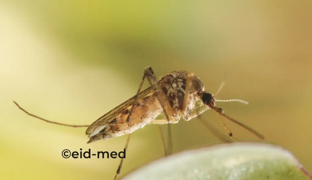 Alerta en La Grande Motte: EID Méditerranée actúa para frenar el mosquito