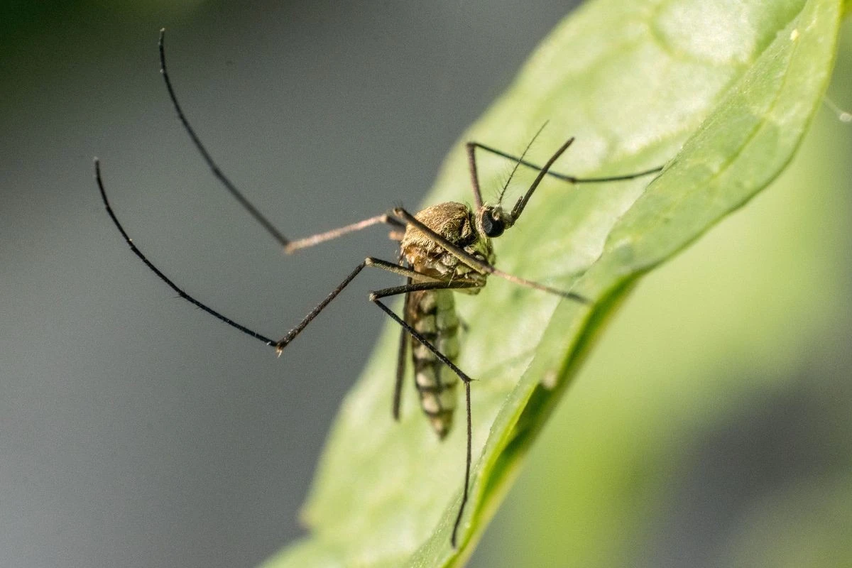 Alerta en La Grande Motte: EID Méditerranée actúa para frenar el mosquito - image 1