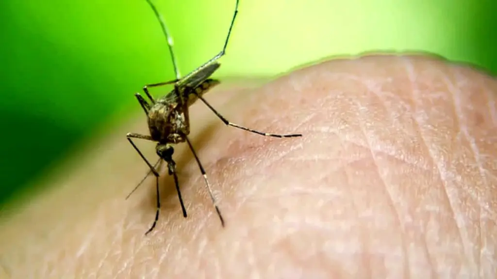 Alerta en Livorno por el Mosquito: el cambio obligado para salvar el verano