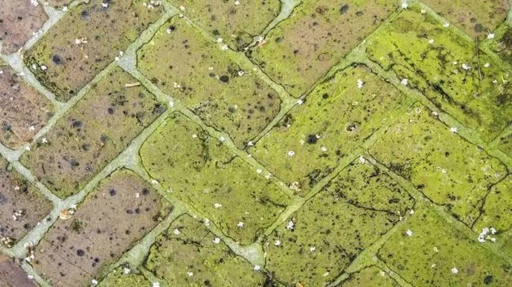 Algas verdes en el patio: el truco del vinagre blanco y naranja