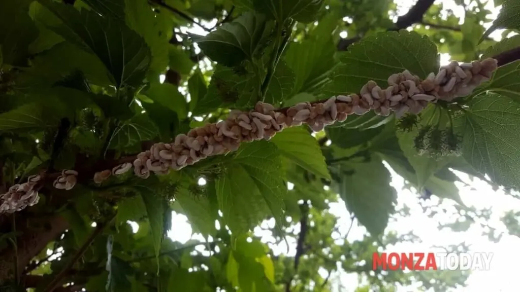 Anillos blancos en los árboles: el peligro de la Takahashia japonica en Monza