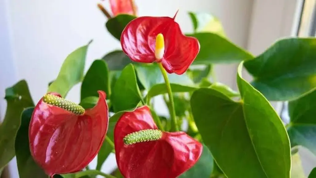 Anthurium con flores espectaculares: el truco de la Canela para un brillo eterno