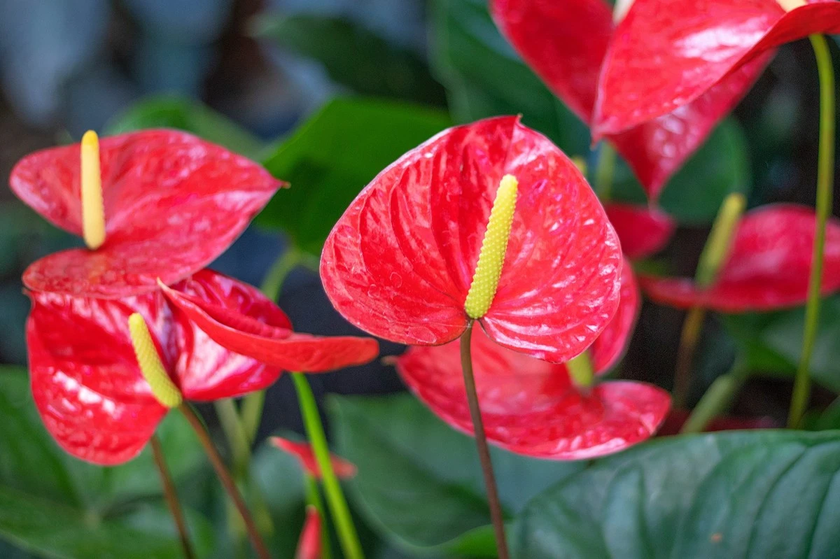 Anthurium con flores espectaculares: el truco de la Canela para un brillo eterno - image 1