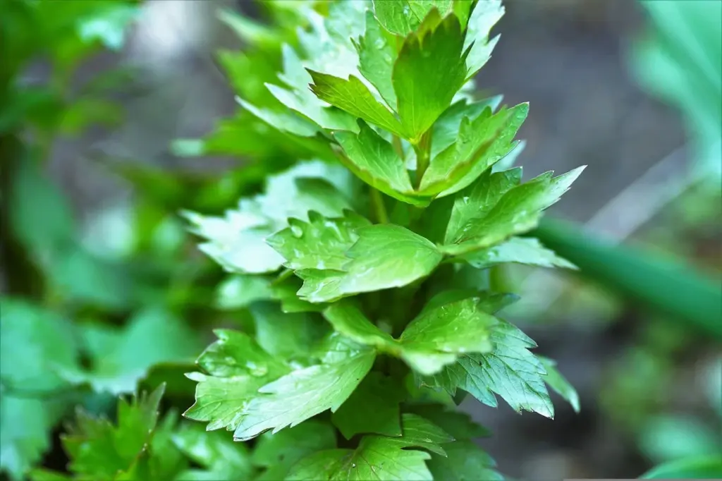 Apio de monte (Levisticum officinale): el truco de esta primavera para un sabor intenso con poca agua