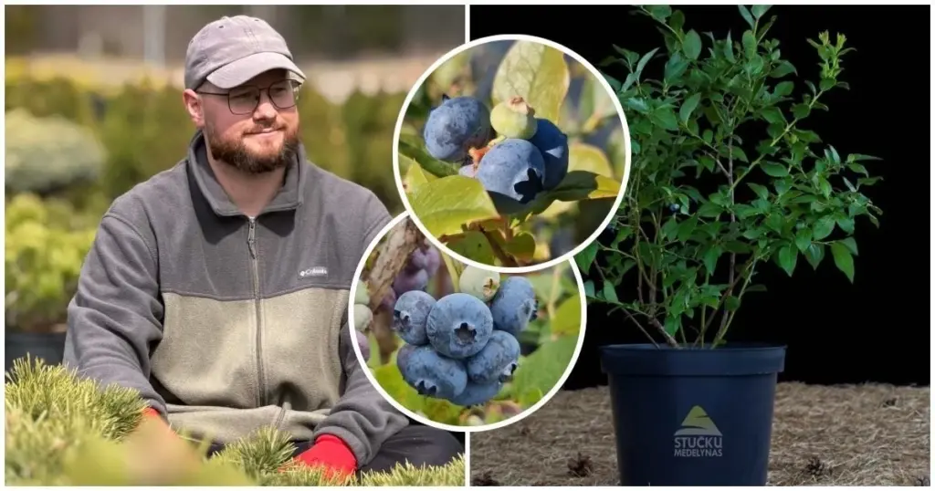 Arándano azul (Vaccinium corymbosum): el método de Vilius Stučka para frutos gigantes