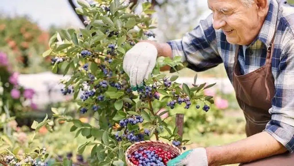Arándano azul (Vaccinium corymbosum): el truco del suelo para frutos gigantes en abril