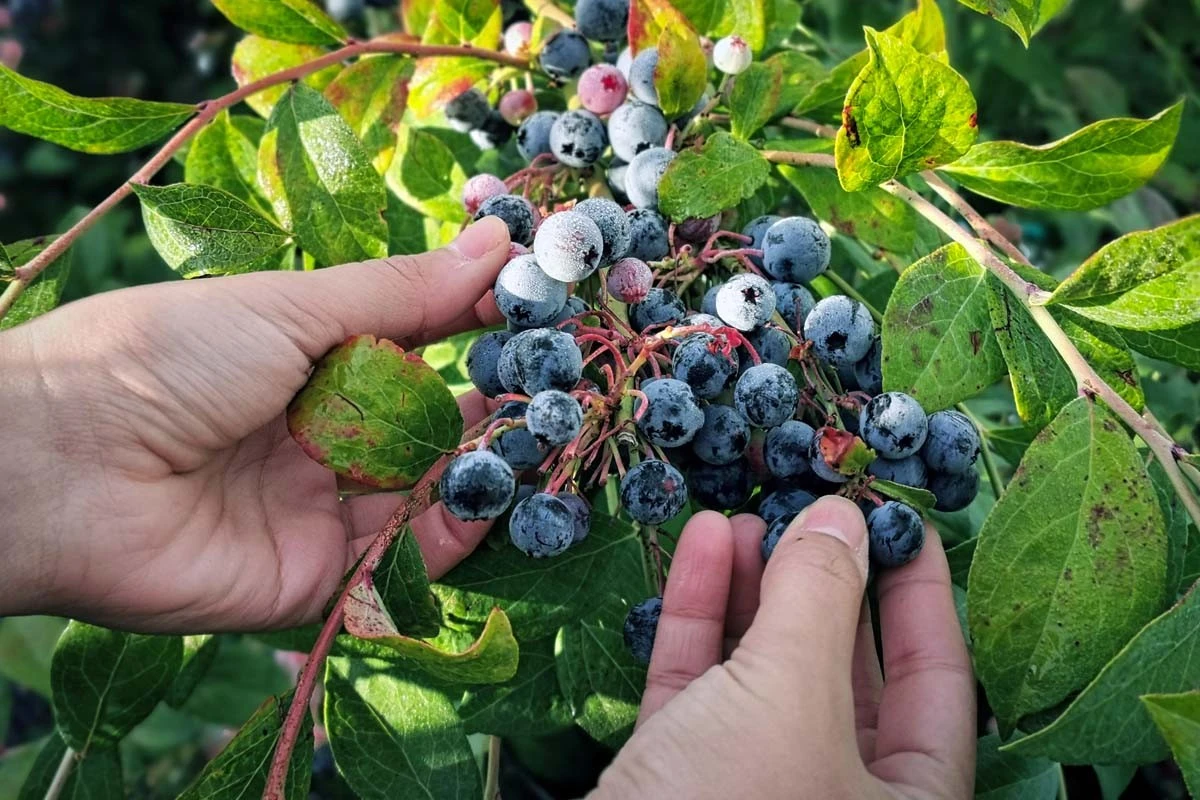 Arándano azul (Vaccinium corymbosum): el método de Vilius Stučka para frutos gigantes - image 1