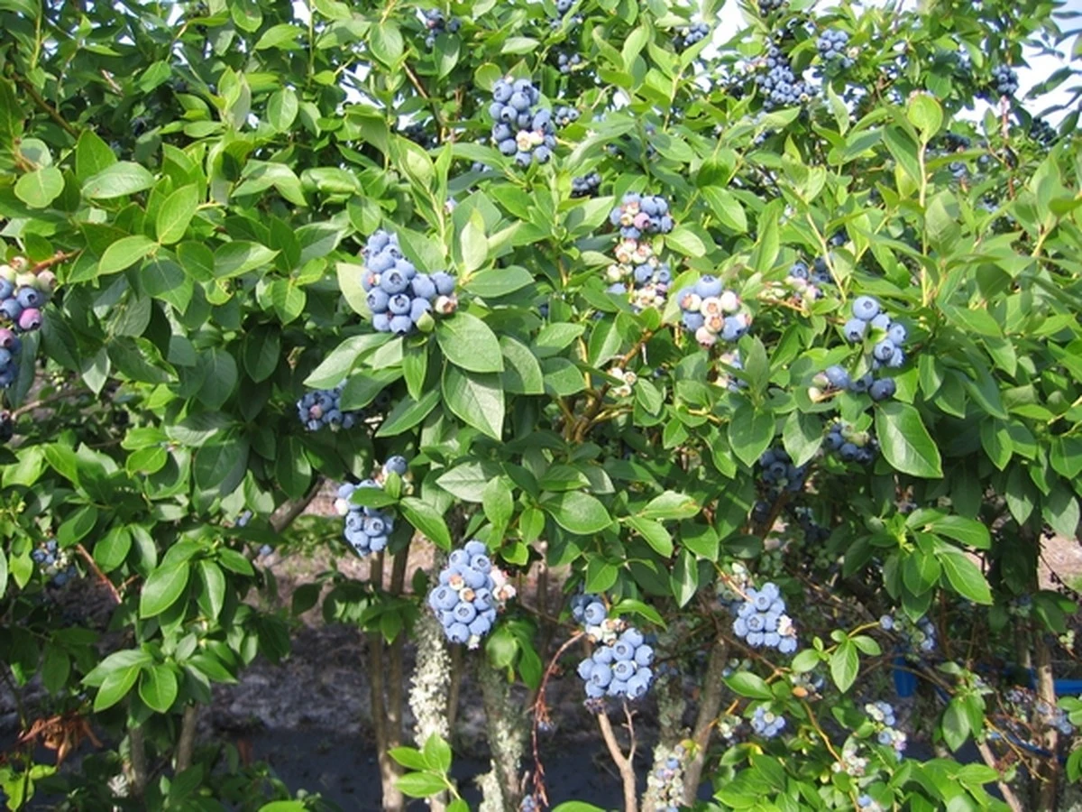 Arándano azul (Vaccinium corymbosum): el truco del suelo para frutos gigantes en abril - image 1
