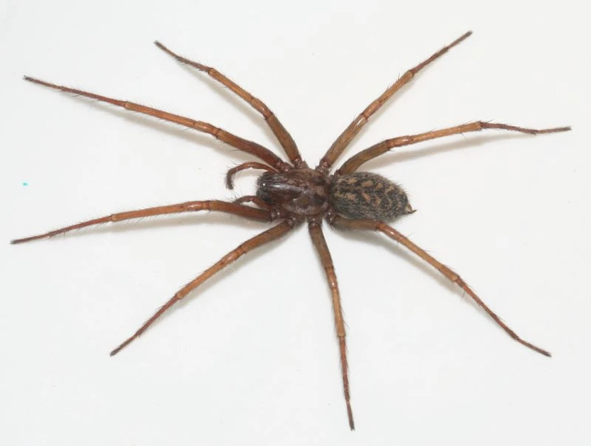 Aranhas Gigantes e Invasoras na Europa: Guia Essencial Para Viajantes - image 1