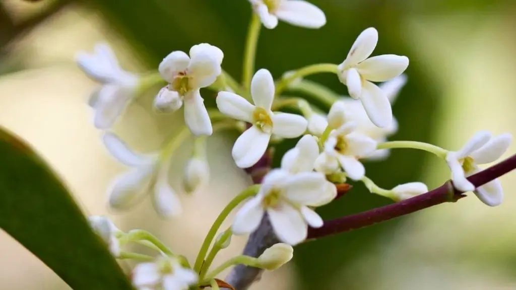 Aroma a durazno en casa: el truco del Olivo dulce en maceta para tu balcón
