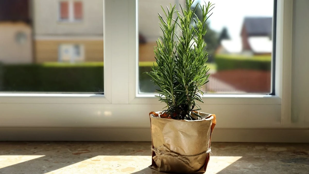 Aromaterapia natural: por que colocar alecrim na sua janela pode mudar tudo - image 1