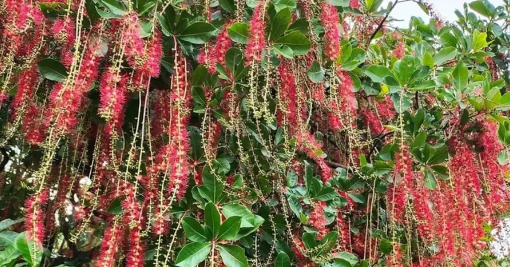 Atrae fortuna en 2026: Styphnolobium japonicum y Barringtonia acutangula en tu entrada