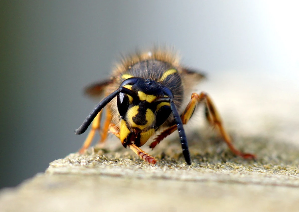 Avispas gigantes en el jardín: por qué no matarlas y cómo identificar a las Reinas avispas - image 1