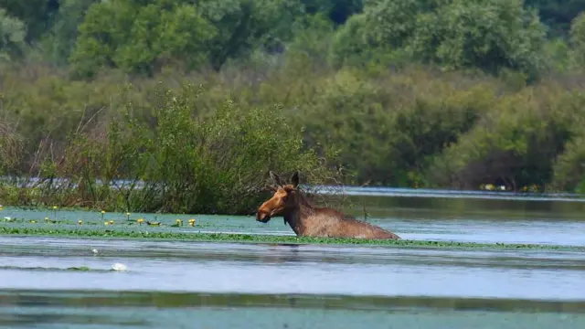 Un alce nadando en un lago rodeado de vegetación exuberante.
