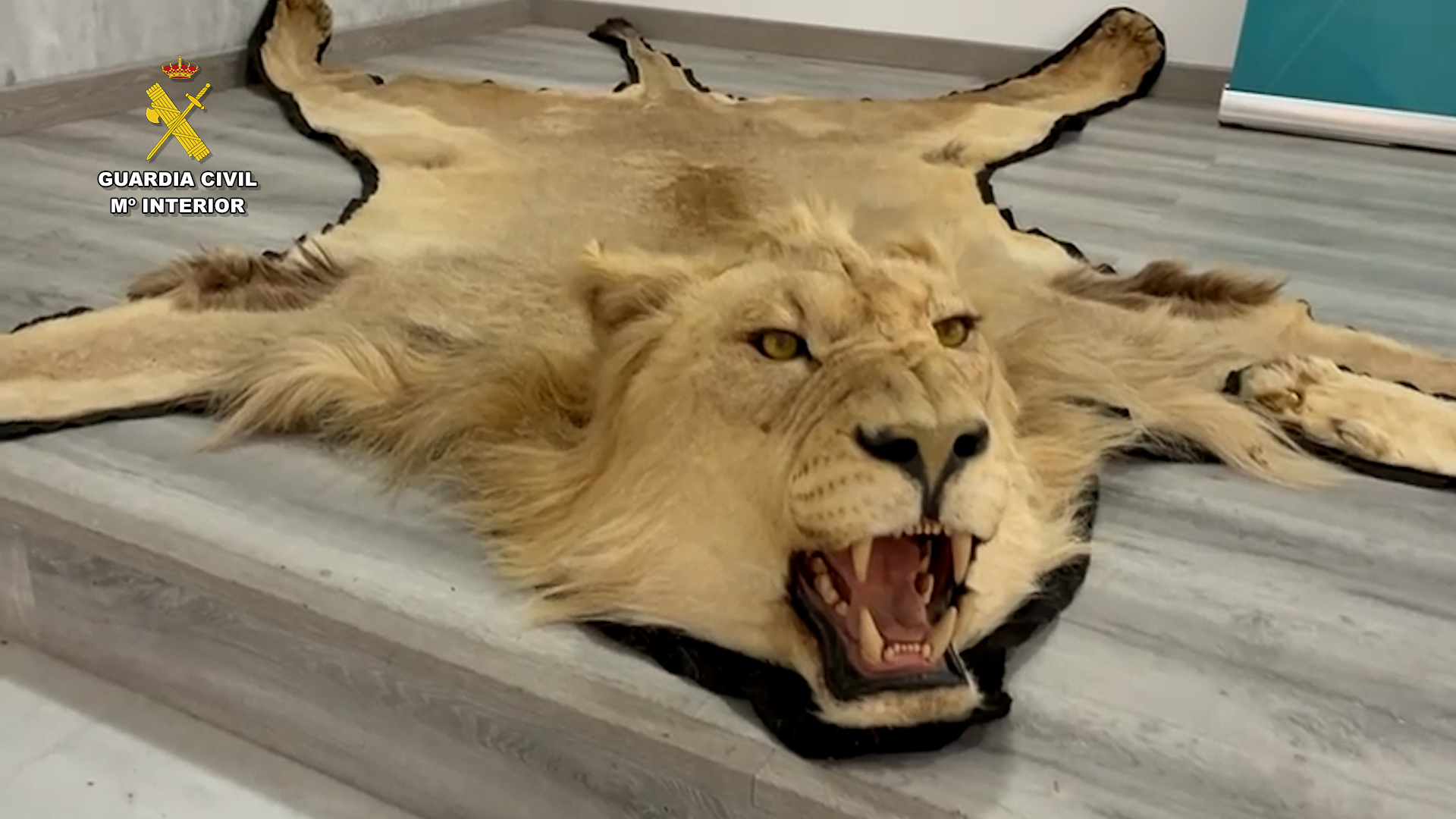 Alfombra de piel de león, requisada durante la operación.