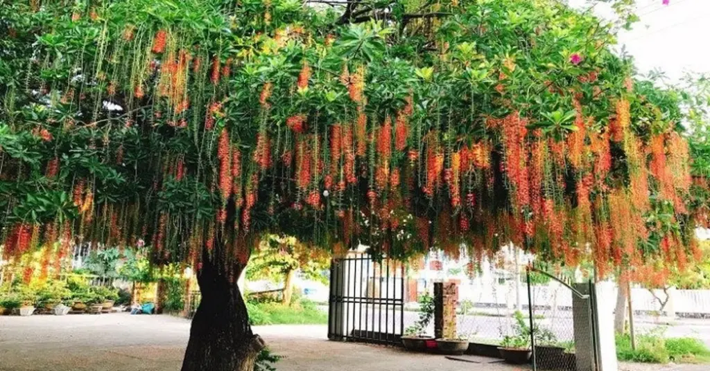Barringtonia acutangula: el árbol del Feng Shui para atraer suerte este 2026