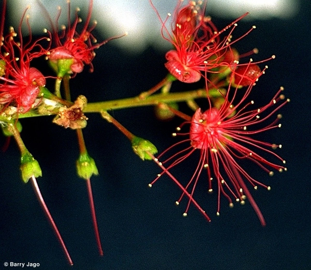 Barringtonia acutangula: el árbol del Feng Shui para atraer suerte este 2026 - image 1