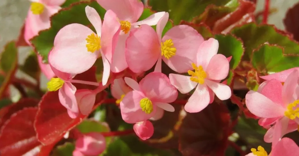 Begonia radiante: el truco de expertos para salvar tus plantas ornamentales del calor