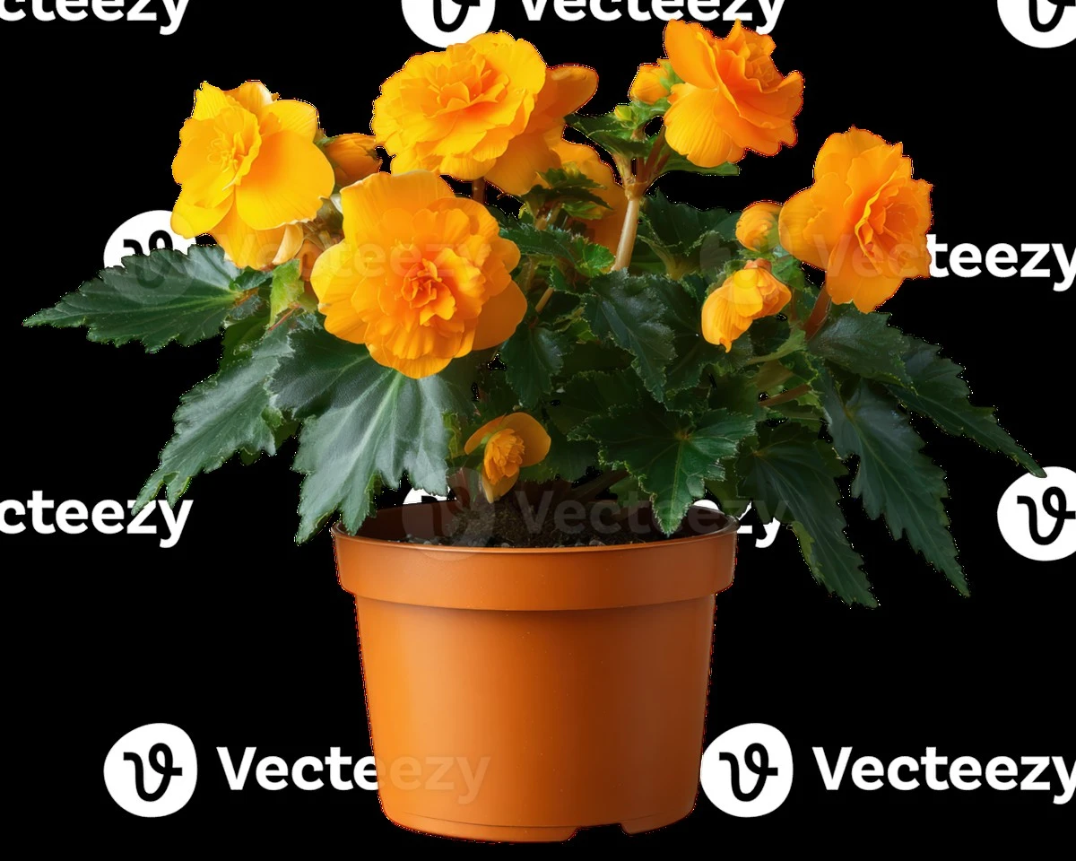 Begonia radiante: el truco de expertos para salvar tus plantas ornamentales del calor - image 1