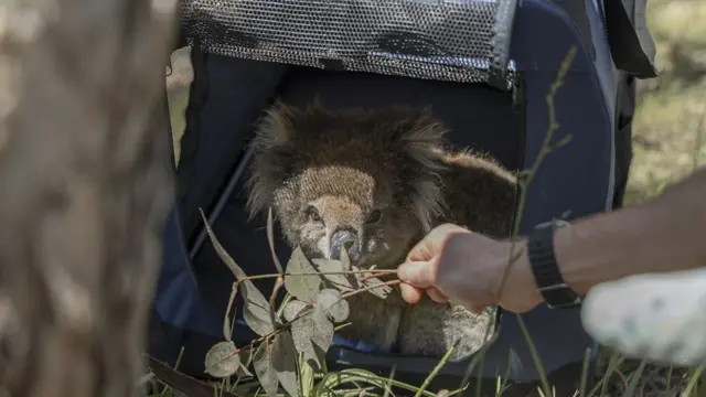 Los investigadores utilizan hojas de eucalipto para animar a una koala a salir de su jaula tras un chequeo de salud.