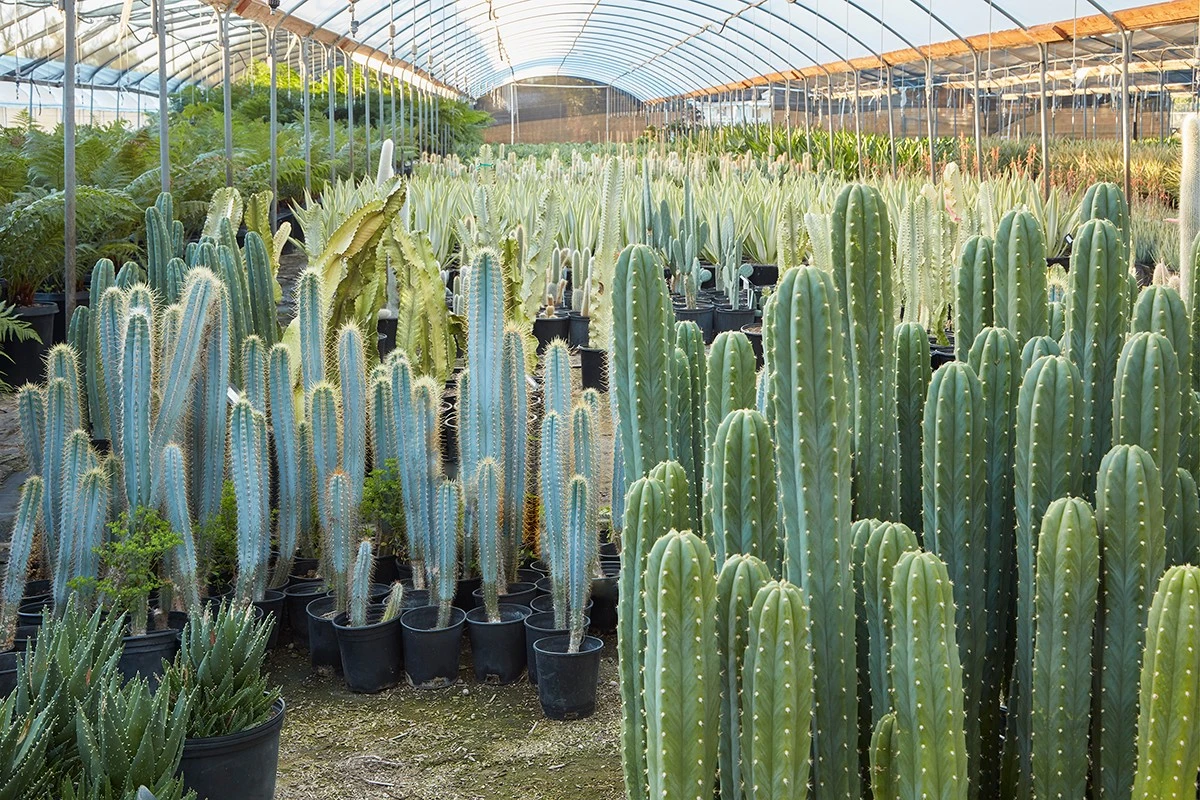 Cactus San Pedro: el truco de decoración de interiores que no necesita riego - image 1
