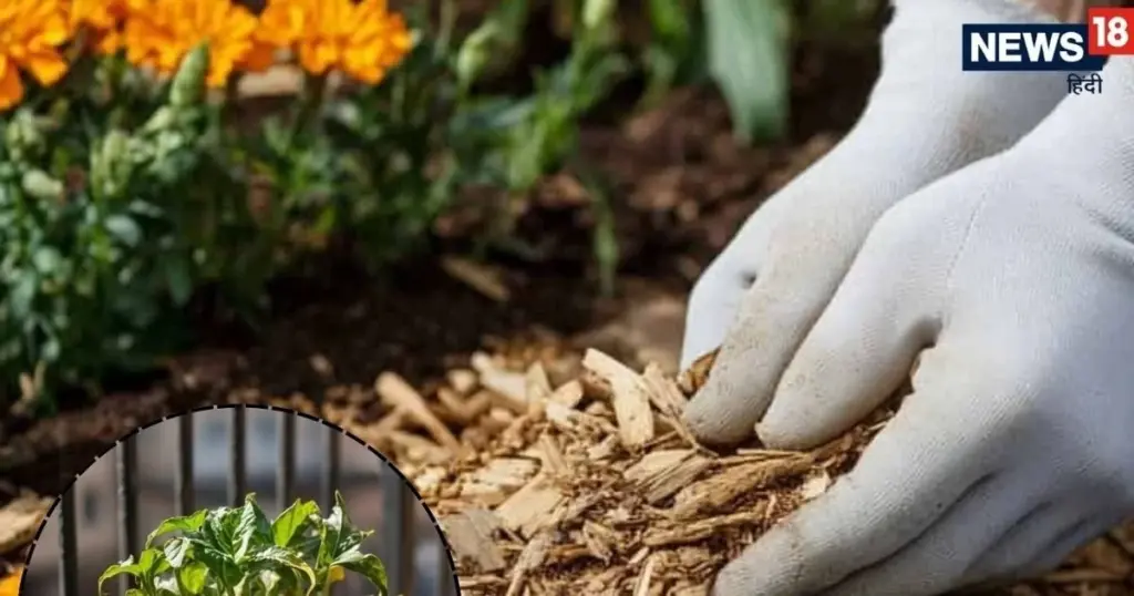 Calor de 45°C: el truco de Jardinería con Acolchado para no regar a diario