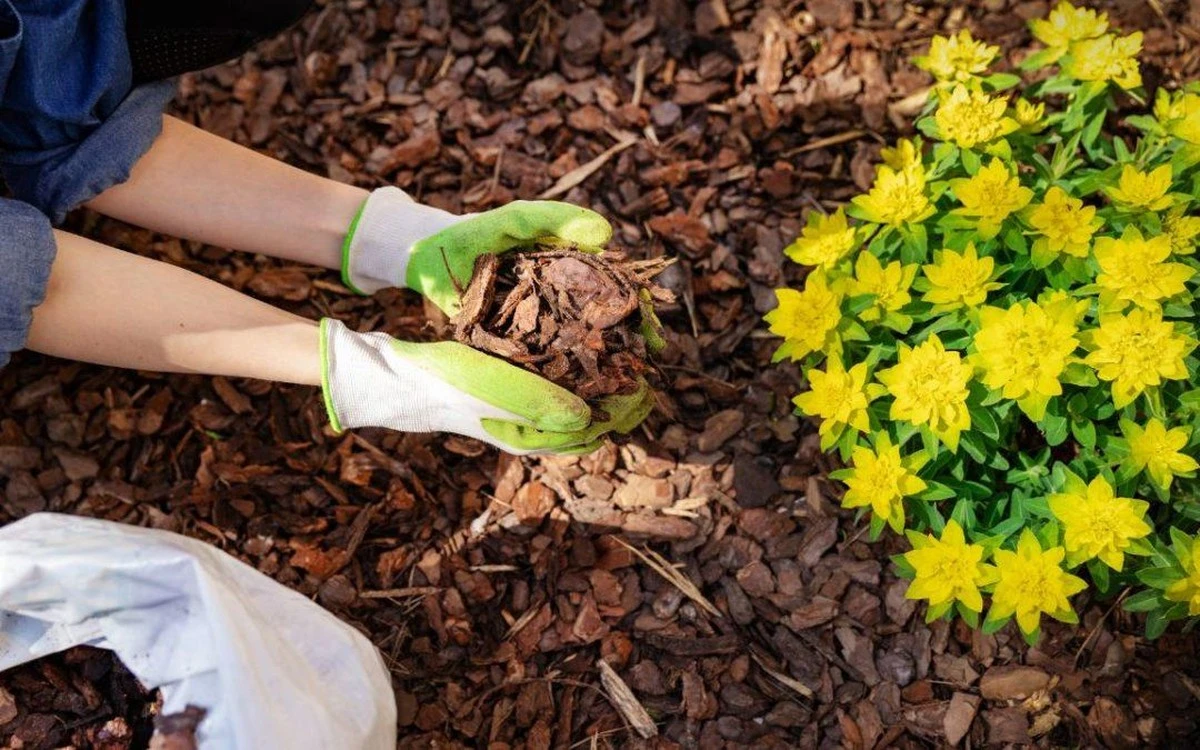 Calor de 45°C: el truco de Jardinería con Acolchado para no regar a diario - image 1