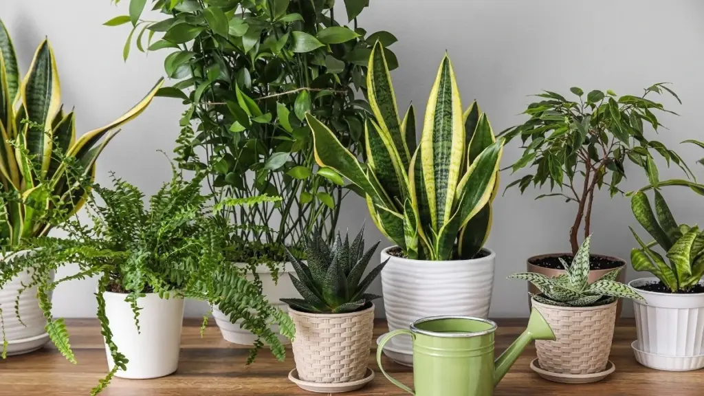 Calor en casa: el truco de la Palma de frutos de oro y Aloe Vera para enfriar 5°C